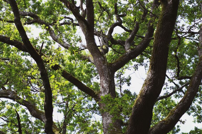 Großer grüner Baum mit vielen Ästen im Sonnenlicht, Symbolbild für den Morgenkreis Baum des Lebens