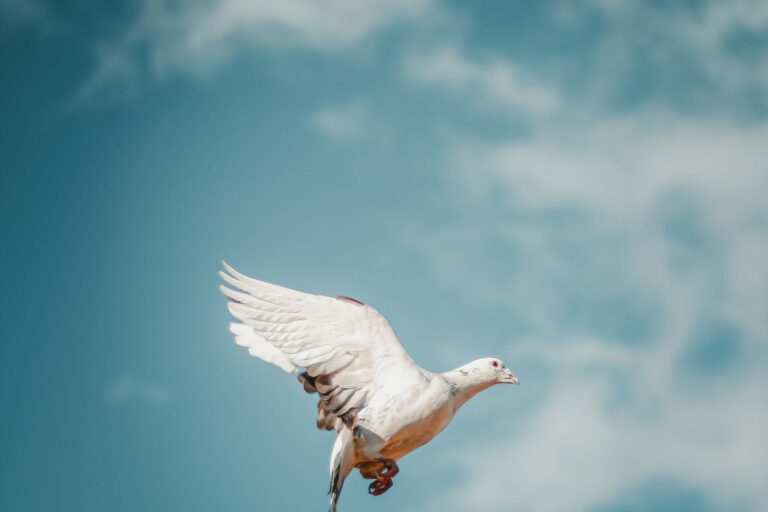 Weiße Taube fliegt vor blauem Himmel