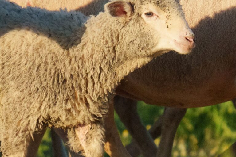 Ein einzelnes Schaf steht allein auf einer grünen Wiese